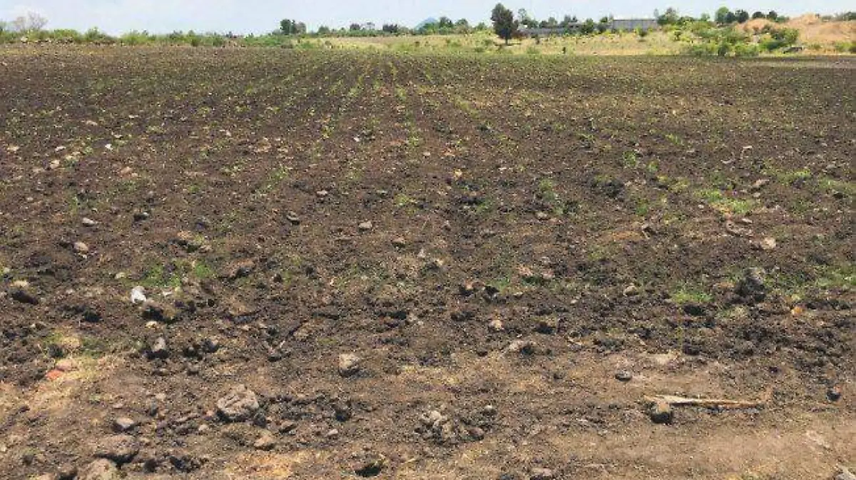 FAlta lluvias campo